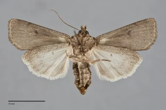 Agrotis venerabilis