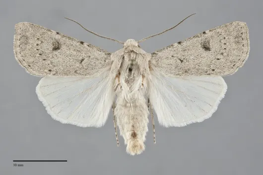 Agrotis vetusta