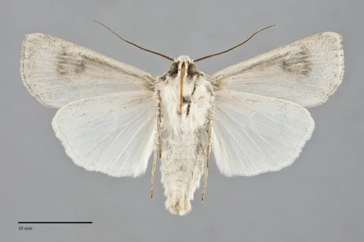 Agrotis vetusta