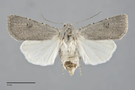 Agrotis vetusta