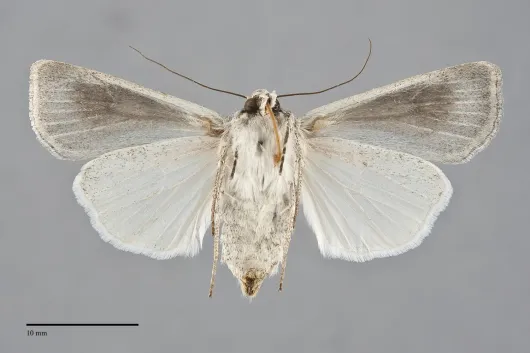 Agrotis vetusta
