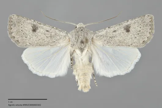 Agrotis vetusta