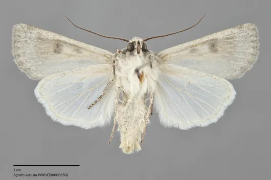 Agrotis vetusta
