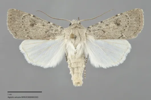 Agrotis vetusta