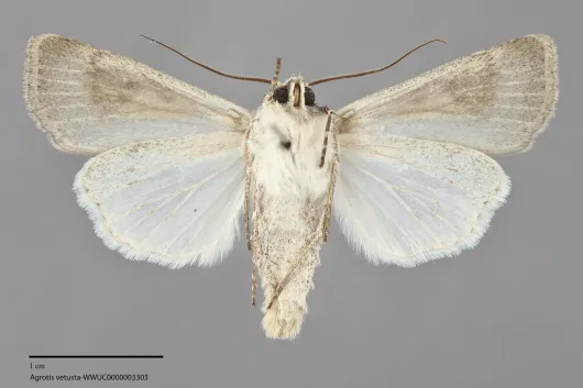 Agrotis vetusta