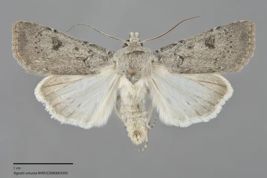 Agrotis vetusta