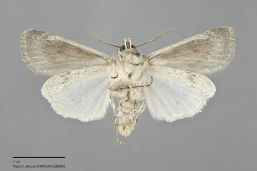 Agrotis vetusta
