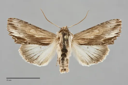 Alastria chico