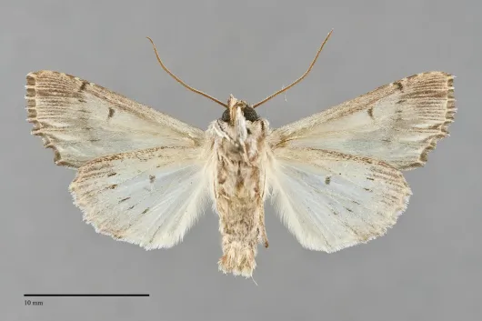 Alastria chico