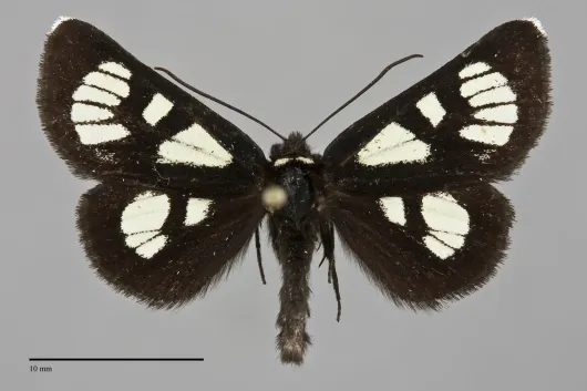 Alypia ridingsii