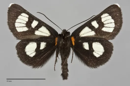Alypia ridingsii