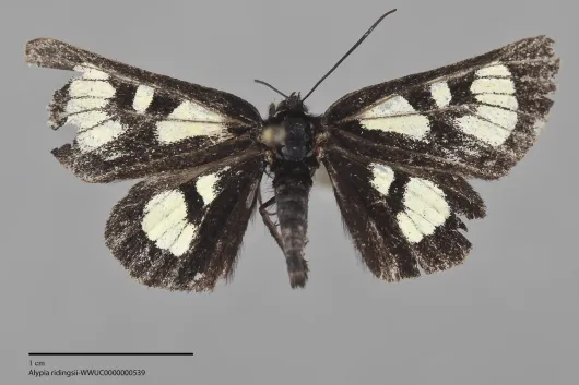 Alypia ridingsii