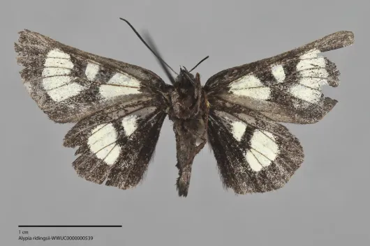 Alypia ridingsii