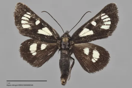 Alypia ridingsii