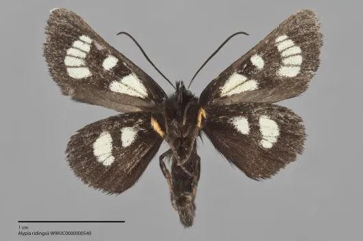 Alypia ridingsii