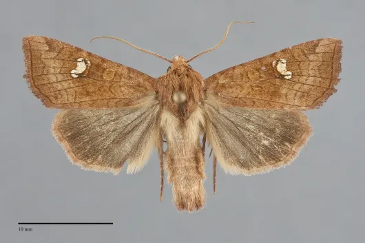 Amphipoea americana