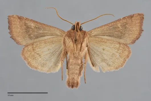 Amphipoea americana