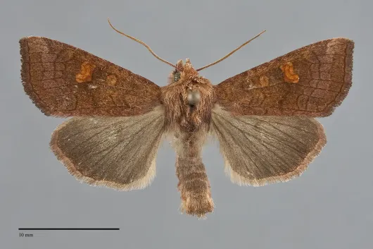 Amphipoea americana