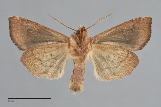 Amphipoea americana