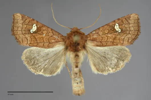 Amphipoea interoceanica