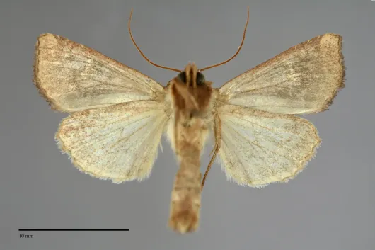 Amphipoea interoceanica