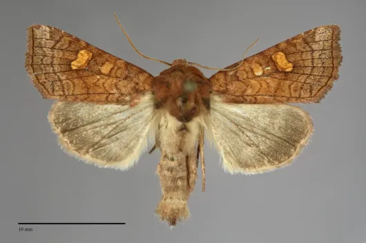 Amphipoea interoceanica