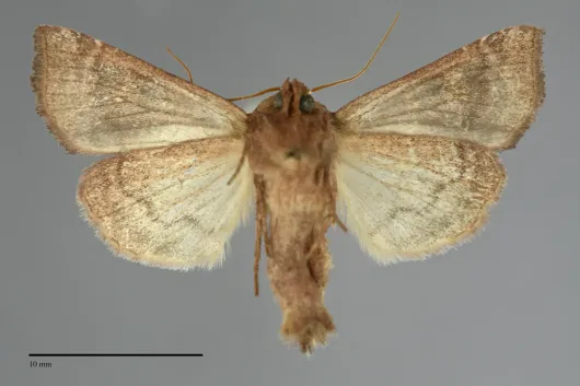 Amphipoea interoceanica