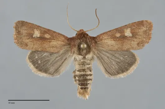 Amphipoea keiferi