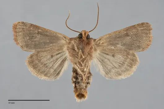 Amphipoea keiferi