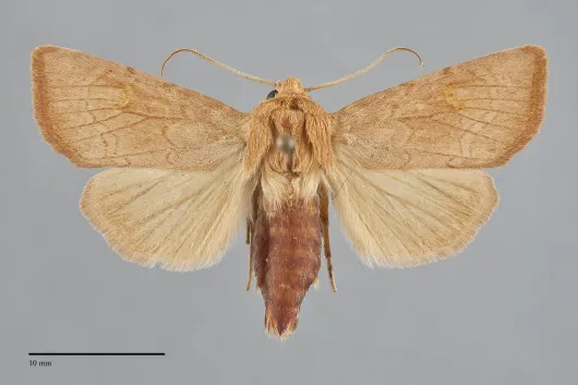 Amphipoea keiferi