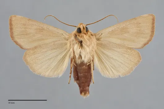 Amphipoea keiferi