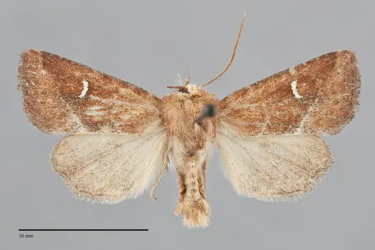 Amphipoea lunata