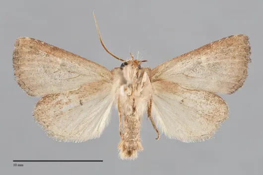 Amphipoea lunata