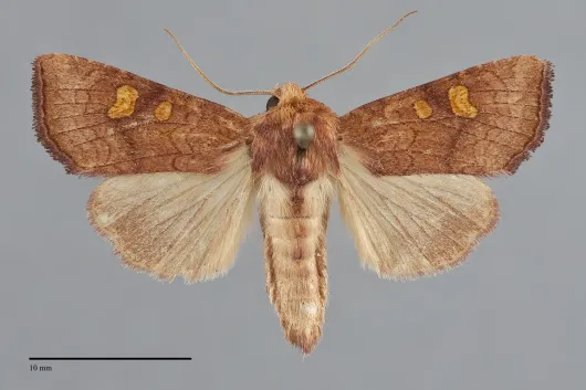 Amphipoea pacifica