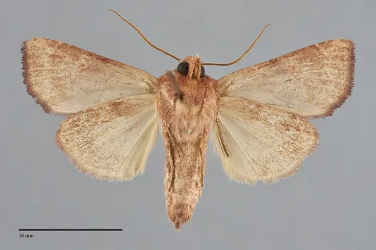Amphipoea pacifica