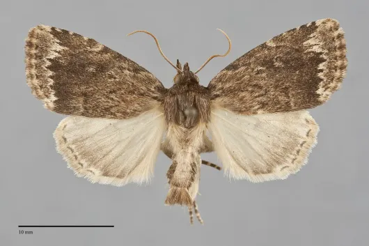 Amphipyra brunneoatra