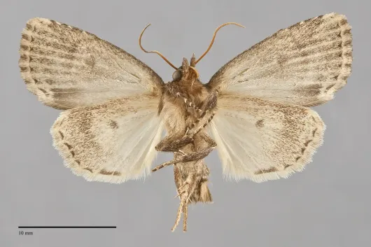 Amphipyra brunneoatra