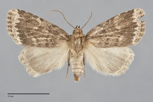 Amphipyra glabella