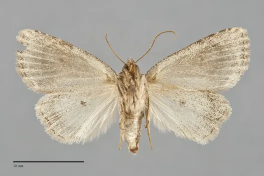 Amphipyra glabella