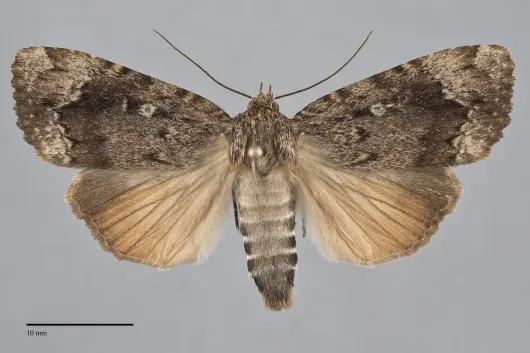 Amphipyra pyramidoides