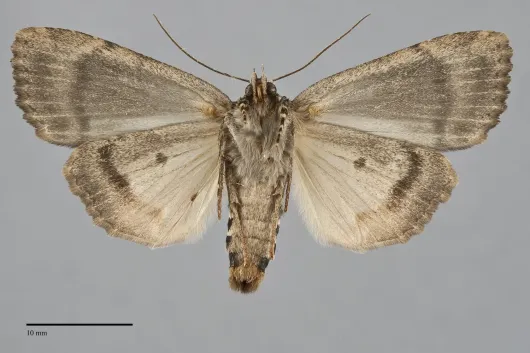 Amphipyra pyramidoides