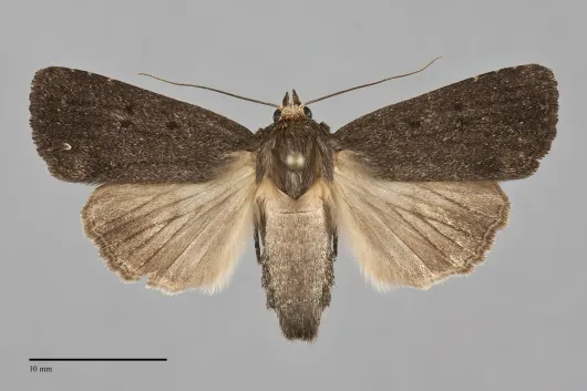 Amphipyra tragopoginis