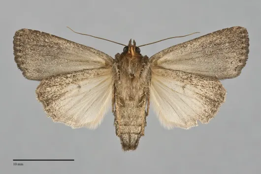 Amphipyra tragopoginis