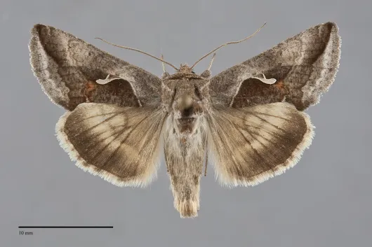 Anagrapha falcifera