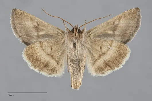 Anagrapha falcifera