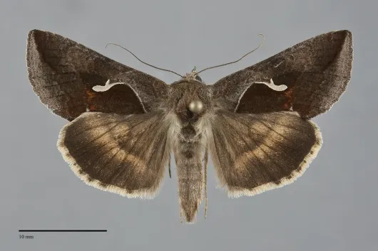 Anagrapha falcifera