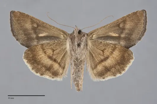 Anagrapha falcifera