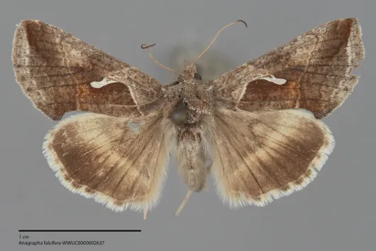 Anagrapha falcifera