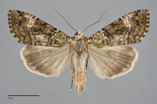 Anaplectoides prasina