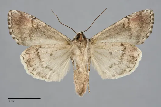 Anaplectoides prasina
